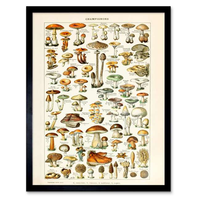 "Millot 19th Century Mushrooms Encyclopedia Page 12x16"" Framed Wall Art Print"