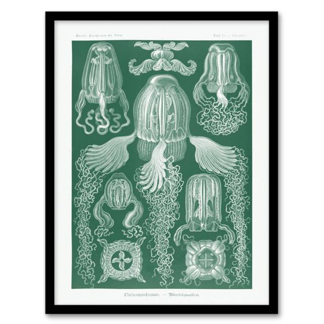 "Cubomedusae Jellyfish Species Haeckel Botanical Framed Wall Art Print 12X16"""