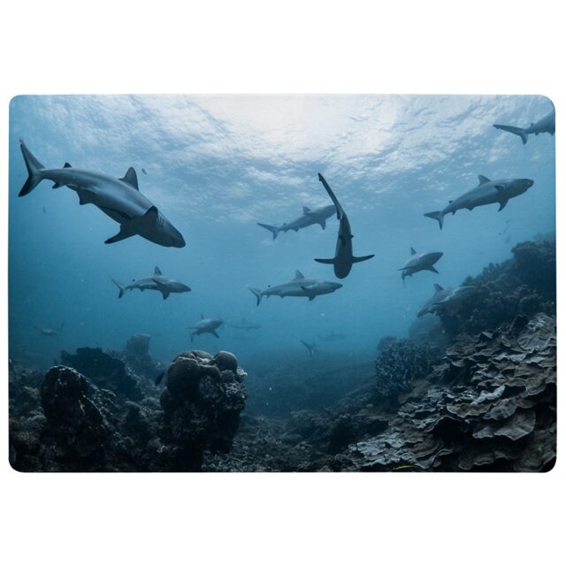 Schooling Grey Reef Sharks, Ningaloo Reef, Western Australia Designer Rug Multi