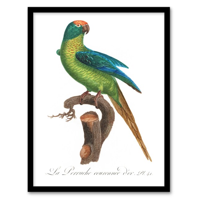 "The Peach Fronted Parakeet Levaillant Framed Wall Art Print 12X16"""