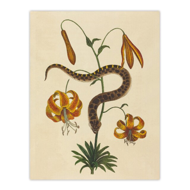 Hog Nose Snake and Tiger Lily Mark Catesby Huge Wall Art Print 18X24 In