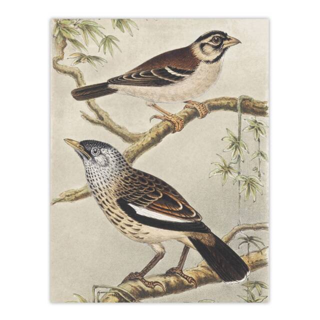 "Two Birds on Tree Branches Vintage Wall Art Print van Hoytema 18x24"""