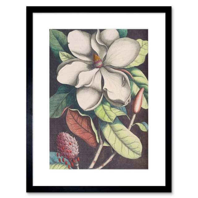 "Vintage Botanical Magnolia Flower Painting Plant Lover 9x7"" Black Framed Wall Art Print"