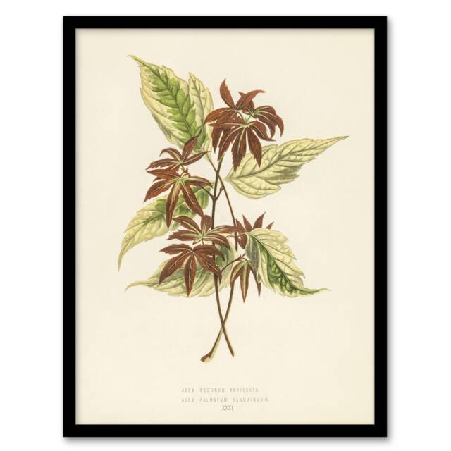 "Vintage Botanical Boxelder Maple Leaves Fawcett Framed Wall Art Print 12X16"""