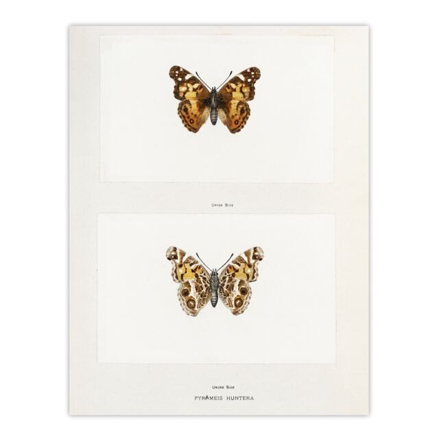 Brazilian Lady Vintage Butterfly Artwork Denton Huge Wall Art Print 18X24 In
