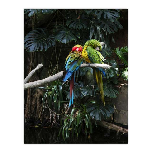 "Colourful Sleeping Parrots Carol M Highsmith Wall Art Poster Print 12X16"""