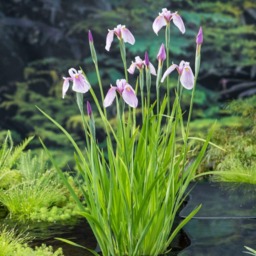 Iris laevigata Pink Queen Hardy Japanese Water Iris Moisture Loving Pond Bog Garden Plant