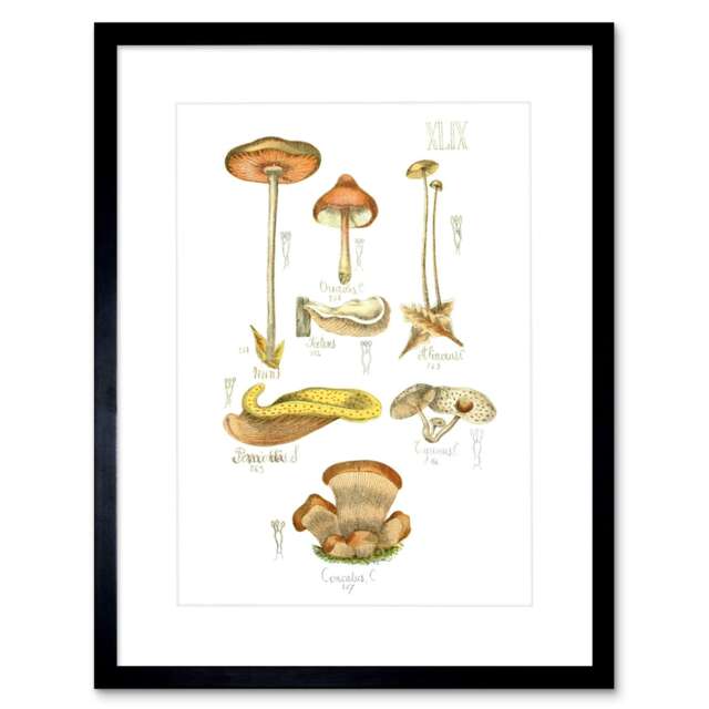 "Vintage Botanical Fungus Fungi Mushrooms Botany 9x7"" Black Framed Wall Art Print"