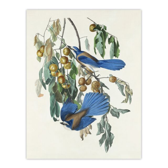 "Florida Jay and Persimmon Tree Audubon Nature Huge Wall Art Poster Print 24X32"""