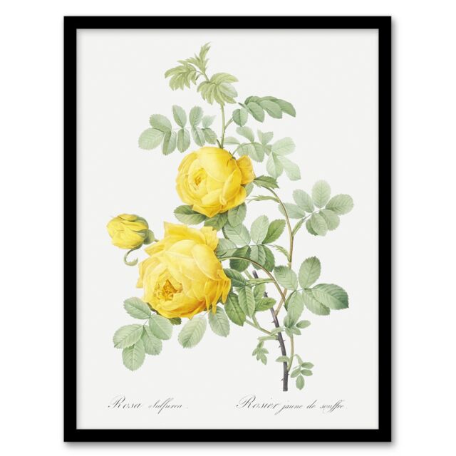 "Yellow Rose Botanical Redoute Vintage Framed Wall Art Print 12X16"""