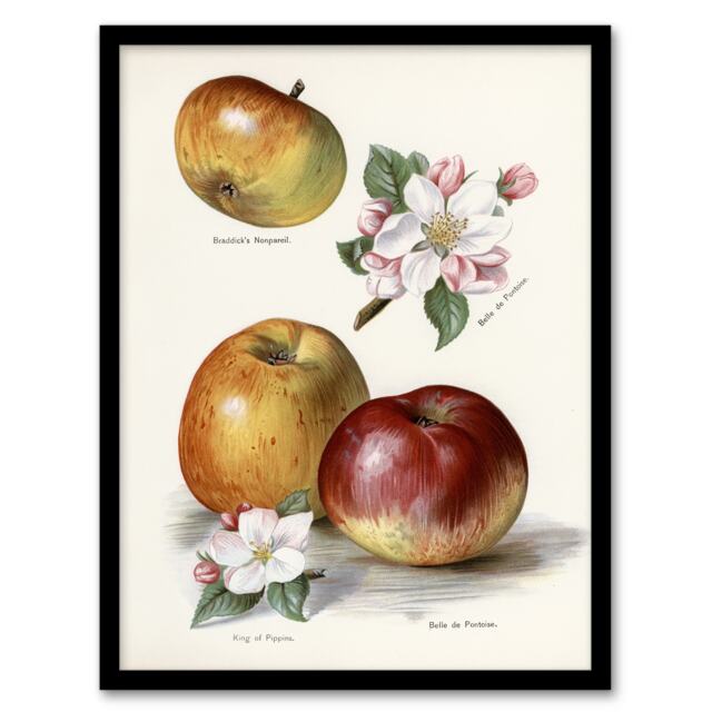 "King of Pippins Apple Vintage Illustration Wright Framed Wall Art Print 12X16"""