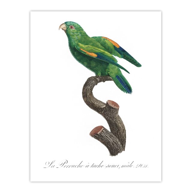 "The Marigold Lorikeet Parrot Levaillant Huge Wall Art Poster Print 24X32"""