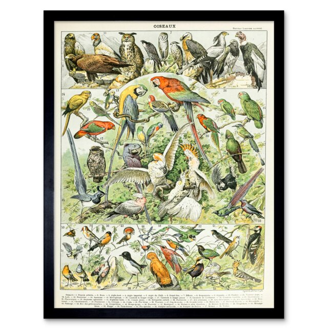 "Millot Encyclopedia Page Birds Parrots Vultures 12x16"" Framed Wall Art Print"