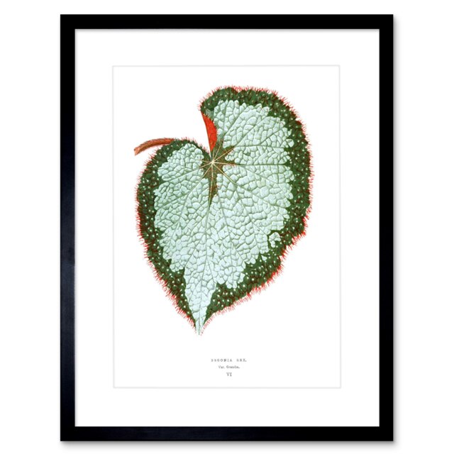 "Leaf Begonia Botanical Rex VAR Grandis Vintage 9x7"" Black Framed Wall Art Print"