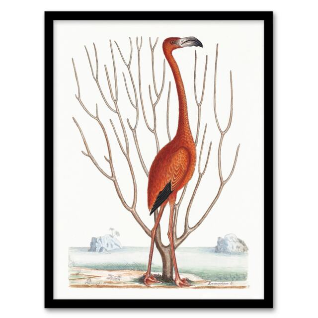 "Flamingo Bird Vintage Illustration Catesby Framed Wall Art Print 12X16"""