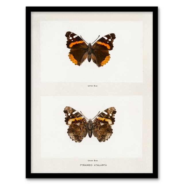 Denton Framed Wall Art Red Admiral Butterfly Vintage Illustration Home Décor