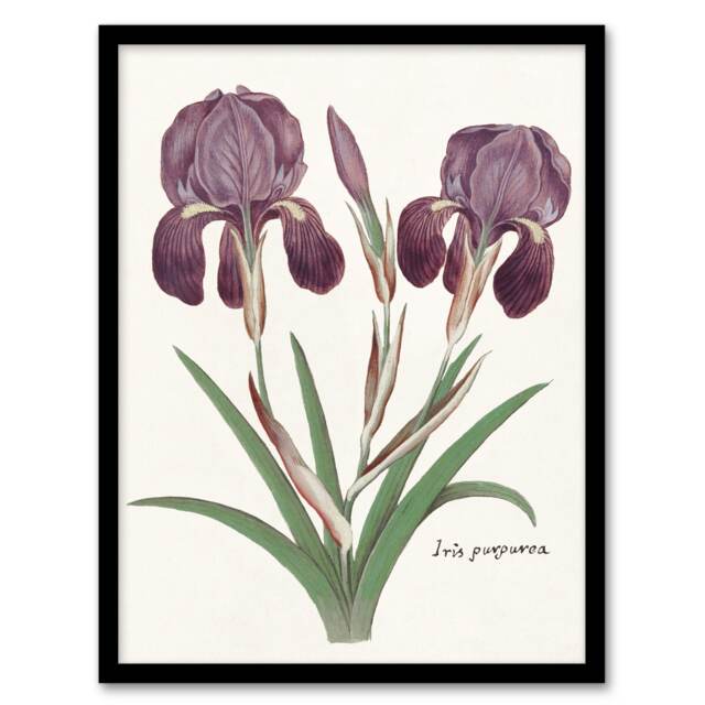 "Purple iris germanica Anselmus de Boodt Framed Wall Art Print 12X16"""