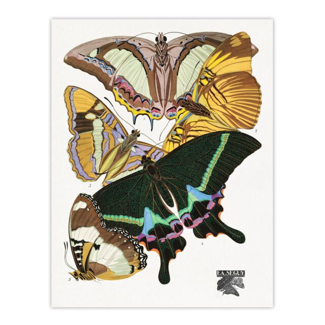"Bright Vintage Butterflies Papillons Wall Art Print Eugene Seguy 24x32"""