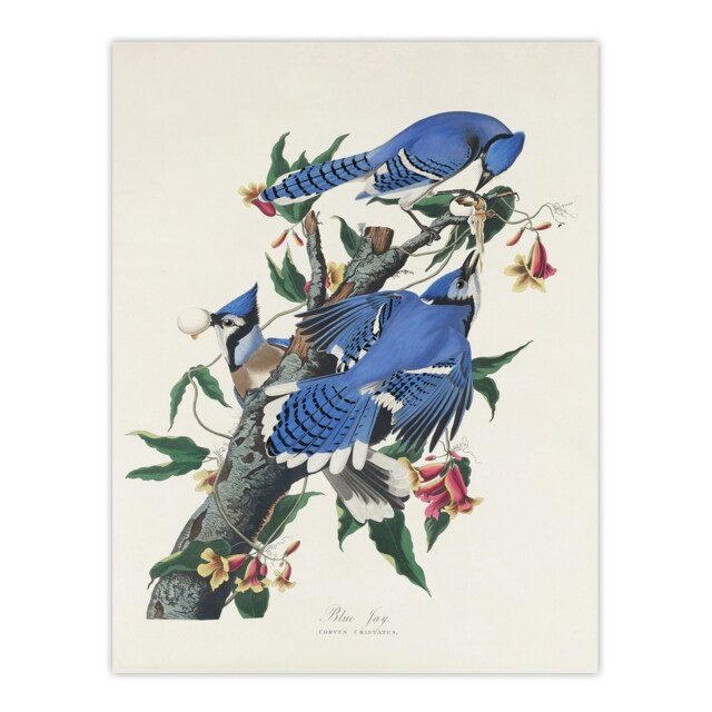 "Blue Jay and Trumpet Flowers Audubon Nature Wall Art Poster Print 12X16"""