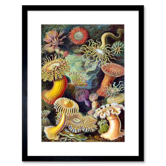 "Haeckel Anemone Sea Life Artwork Home Decor 12x16"" Framed Wall Art Print"
