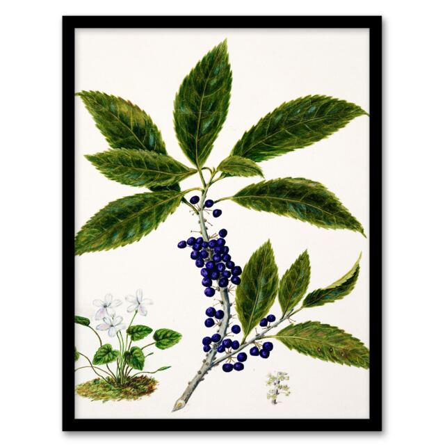 Sarah Featon Framed Wall Art Print New Zealand Mahoe Whiteywood Plant Home Décor