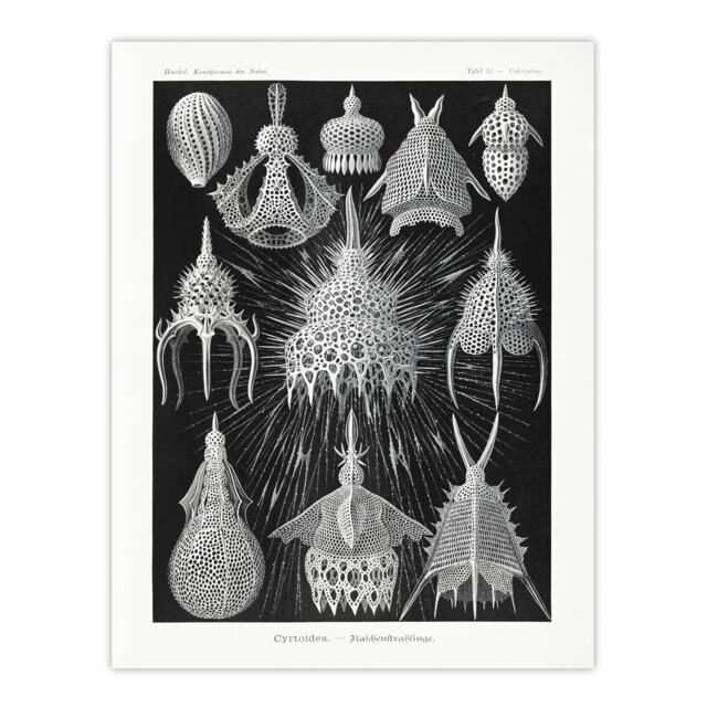 Marine Microorganisms Haeckel Botanical Huge Wall Art Print 18X24 In