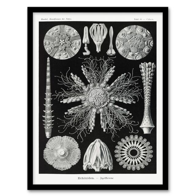 Ernst Haeckel Framed Wall Art Print Echinidea Sea Urchin Species Home Décor