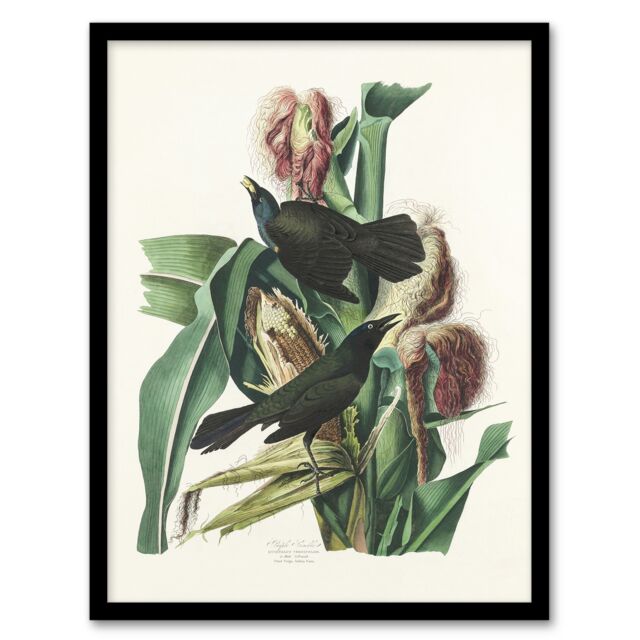 "Purple Grackle Crow Blackbird Audubon Nature Framed Wall Art Print 12X16"""