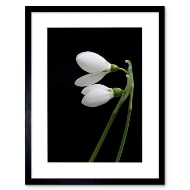 "Snowdrops Spring Flowers Bloom White Black 12x16"" Framed Wall Art Print"