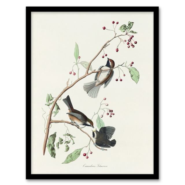 "Canadian Titmouse Bird Audubon Nature Framed Wall Art Print 12X16"""