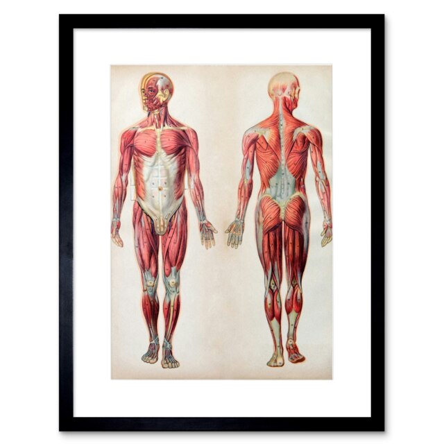 "Human Body Encyclopedia Anatomy Muscles 9x7"" Black Framed Wall Art Print"