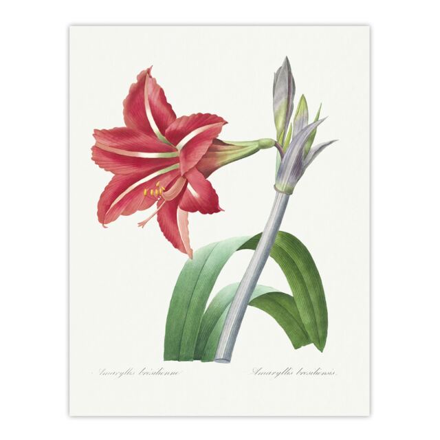 "Brazilian Amaryllis Flower Redoute Vintage Huge Wall Art Poster Print 24X32"""