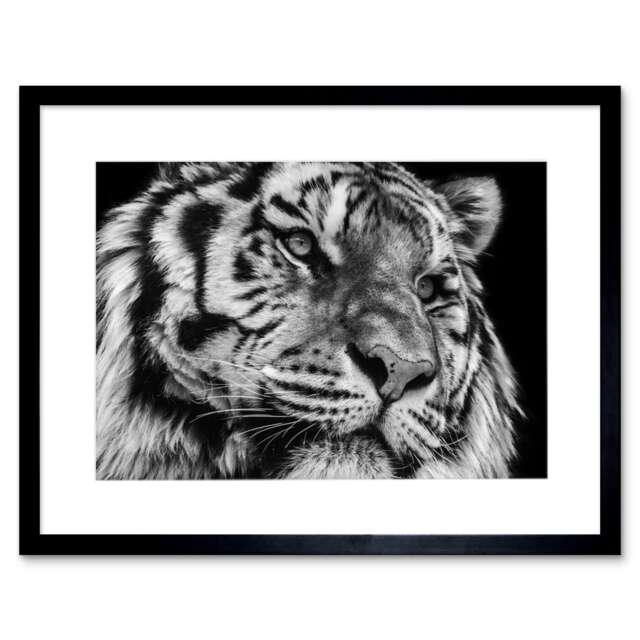 "Siberian Tiger Head Close Up Black White Photograph 9x7"" Black Framed Wall Art Print"