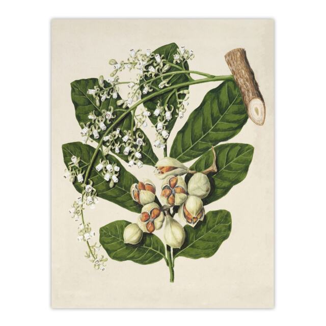 "New Zealand Kohekohe Tree Flowers Featon Wall Art Poster Print 12X16"""