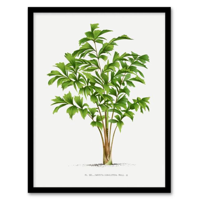 "Caryota Sobolifera Palm Tree Kerchove Framed Wall Art Print 12X16"""