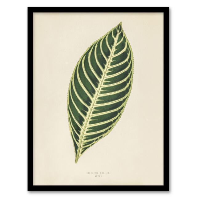 "Vintage Botanical Tiger Plant Leaf Fawcett Framed Wall Art Print 12X16"""