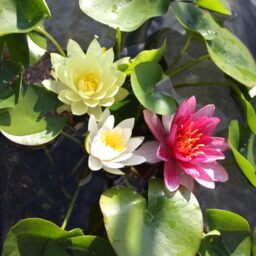 Water Lily Trio Charcoal Marble Bowl - 46cm Pot Yellow White Red Blooms Hardy Aquatic Plants Pond Planting Kit