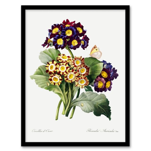 "Primrose Flowers Floral Redoute Vintage Framed Wall Art Print 12X16"""