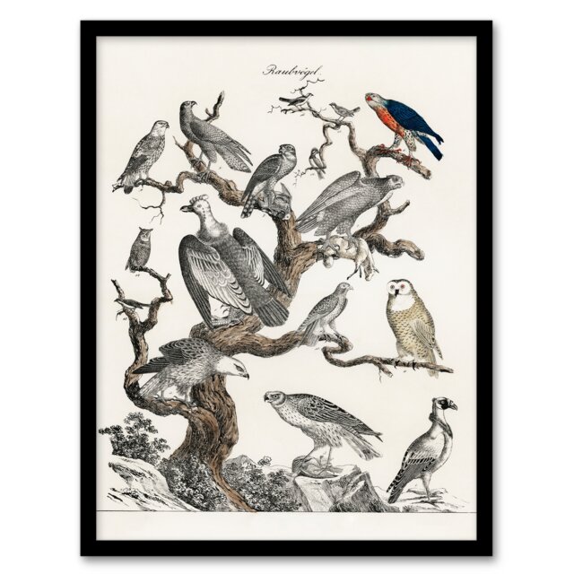 Vintage Illustration Framed Wall Art Birds of Prey Perched on Tree Home Décor