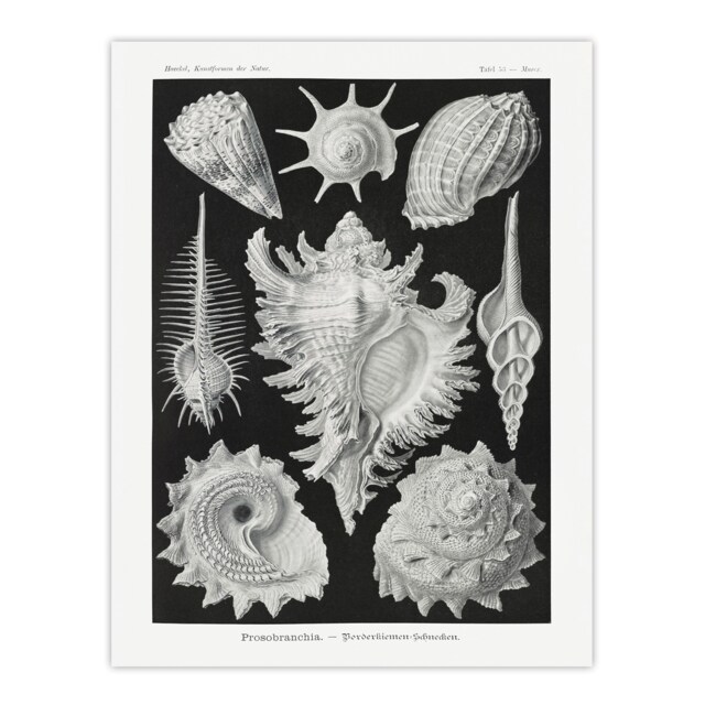 "Sea Snail Shells Vintage Haeckel Botanical Huge Wall Art Poster Print 24X32"""