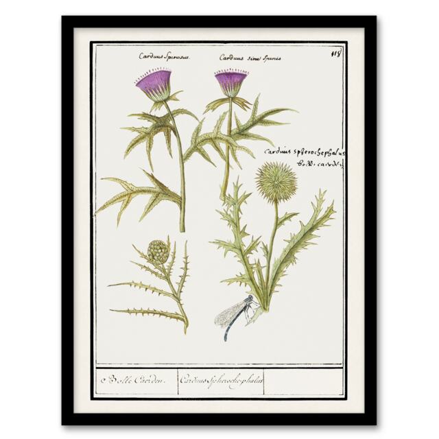 Anselmus de Boodt Thistle and Artichoke Flowers Framed Wall Art Picture Print A4