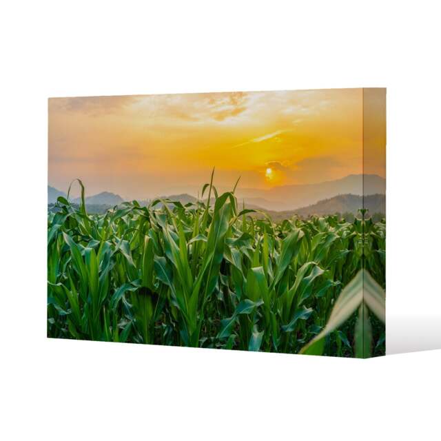 green corn field in agricultural garden and light shines sunset (Canvas Print) / 101 x 77 x 4cm Multi