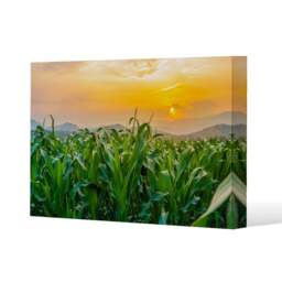 green corn field in agricultural garden and light shines sunset (Canvas Print) / 101 x 77 x 4cm Multi