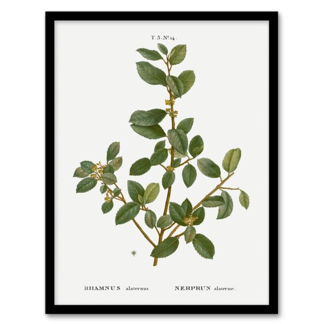 "Italian Buckthorn Botanical Redoute Vintage Framed Wall Art Print 12X16"""