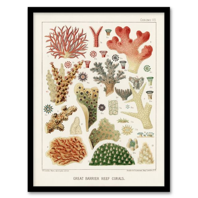 "Great Barrier Reef of Australia Corals Kent Framed Wall Art Print 12X16"""