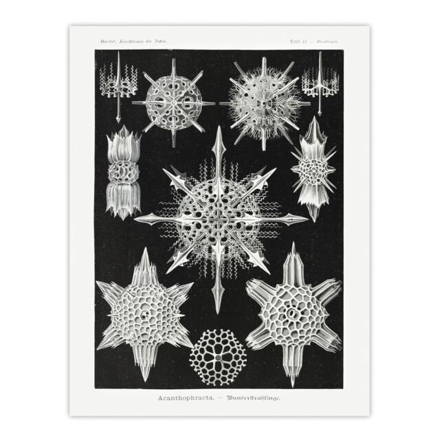 "Marine sea ocean Life in B&W Haeckel Wall Art Poster Print 12X16"""