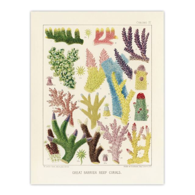 "Great Barrier Reef Corals Marine Life Kent Wall Art Poster Print 12X16"""