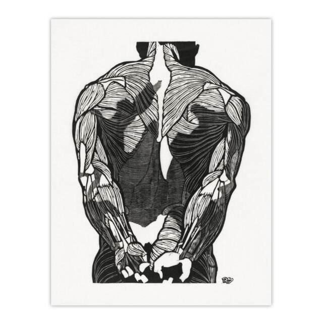 Anatomical study of mans back muscles Stolk Huge Wall Art Print 18X24 In