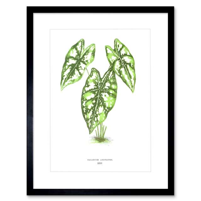 "Vintage Botanical Leaf Caladium Argyrides Plant Lover 9x7"" Black Framed Wall Art Print"