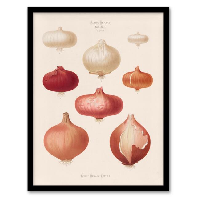 Ernst Benary Onion Varieties Vintage Illustration Framed Wall Art Print A3